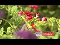 Buying the best flowers at the Garden Center
