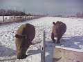 Click to play video