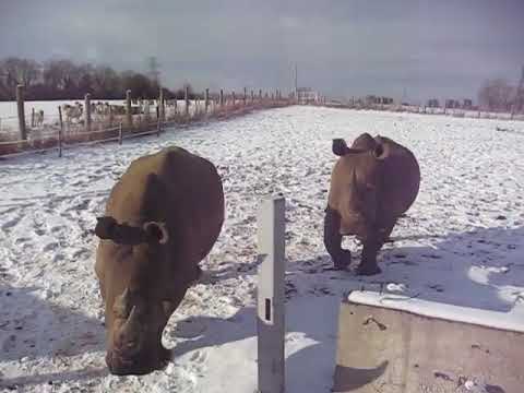 Click to play video
