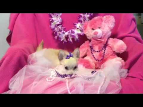Samantha, tiny chihuahua at play