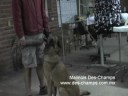 CALUM des-Champs Pastor Belga Malinois K9 obediencia mordida
