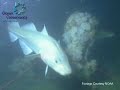 Vote for Seafood: Help Stop Overfishing