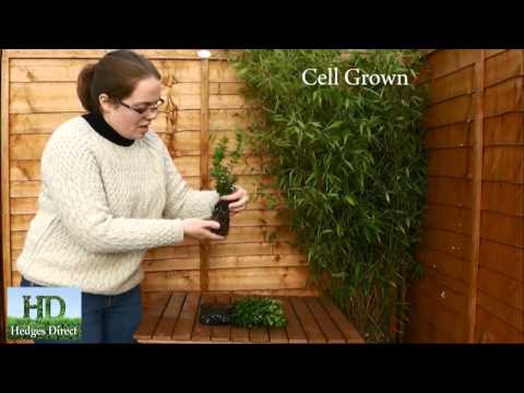 how to transplant buxus hedge