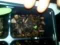 Click here to watch this video Mini garden update (Non GMO crops)