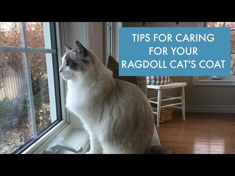 How to Care For Your Ragdoll Cat's Coat