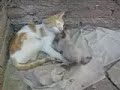 MIMI E PITICA 1:O DUELO