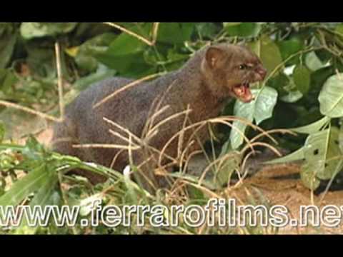 JAGUARUNDI