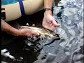 Fly Fishing Trout Montana Lakes 2