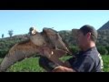 Elite Falconry Red Tailed Hawk Trapping Bal-Chatri Trap