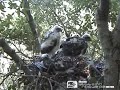 Sparviero (Accipiter nisus) Sparviero (Accipiter nisus)