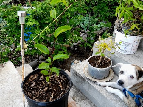 how to transplant passion fruit