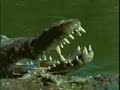 Video de cocodrilos