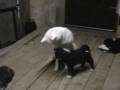 les chiots de Kirena (4) à 8 semaines