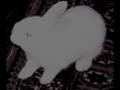 videos de Follow The White Rabbit {Trailer #2}