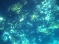 immersioni a Sharm
