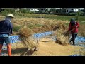 Video: "Thrashing Rice" the 3rd part and last of my rice theme videos http://bit.ly/0912wgO taken just this morning