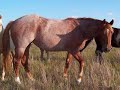 My life as a Foal to know.