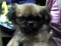PERRITA HABLANDO DE SU FRACASO