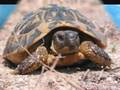 videos de turtle
