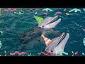 Clearwater Marine Aquarium Winter And Hope Cam