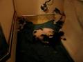Micro-kitty and Mysteria, wrestling II