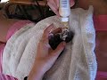 Micro-kitty, nursing from a bottle Micro-kitty, nursing from a bottle