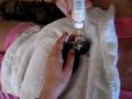 Micro-kitty, nursing from a bottle