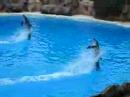 Delfin-Show Loro Parque, Teneriffa