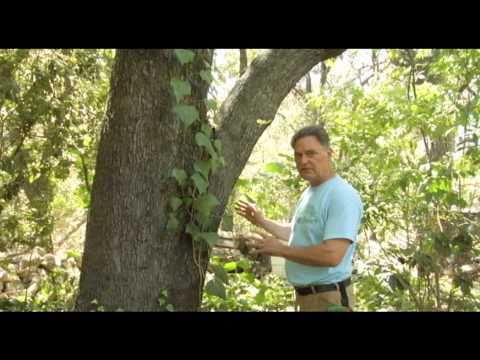 how to transplant ivy vines
