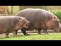 Hippo disagreement Hippo disagreement