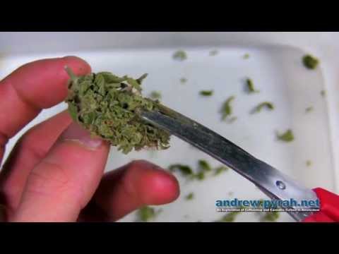 how to trim weed buds fast