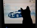 Dabu the geek cat !