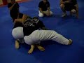 spider web dog fight