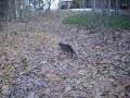 Fast Cat Fast Cat