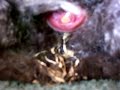 Chicken Laying egg 3, AMAZING VIEW!