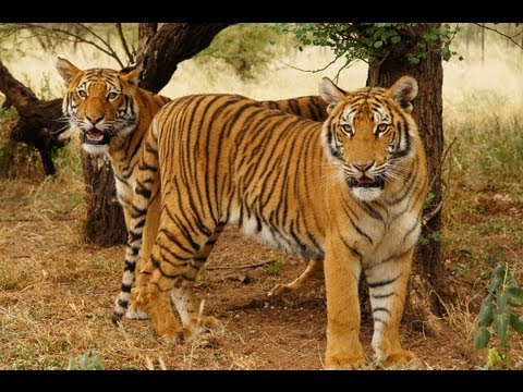 southchina tiger