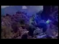 videos de Byblos, Trance live Baia Mare, Romania