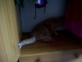 koochi koo^..^