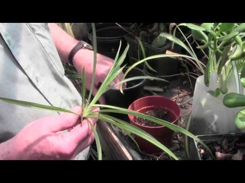 how to fertilize spider plants
