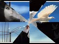 Libertad