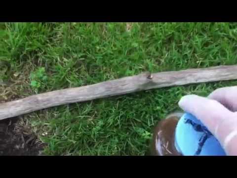how to treat wood
