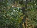 Range Rover Rainforest Challange