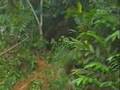 Range Rover Rainforest Challange