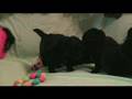 Pomapoo Puppies Playing