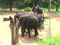 The End of the Elephant Show
