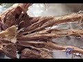 China Turns Out Mummified Bodies for Displays
