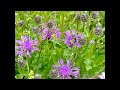 Potpuri Dibrane.wmv