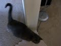 Latte is sneaky