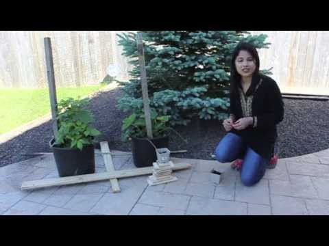 how to grow strawberries in a pot