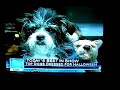 Dogster Kitai as Cesar Millan on Today Show Dogster Kitai as Cesar Millan on Today Show